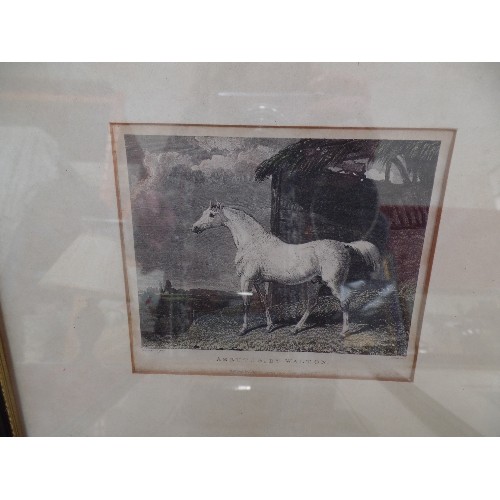 156 - FOUR 19TH CENTURY FRAMED HAND COLOURED ENGRAVINGS OF HORSES INCLUDING 