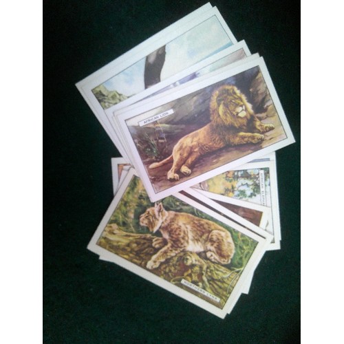 359 - GOOD COLLECTION OF CIGARETTE CARDS IN VINTAGE CIGARETTE PACKETS - ALL IN A VINTAGE OXO TIN. INCLUDES... 