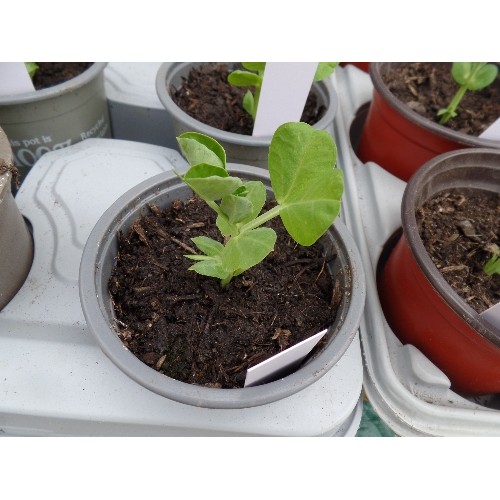 341 - CRATE OF 15 X HEALTHY LOOKING PEA PLANTS.