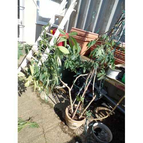 412 - LARGE UMBRELLA PLANT, AND BATTERY FAIRY LIGHTS,  WITH SUPPORT CANE, IN CERAMIC POT.