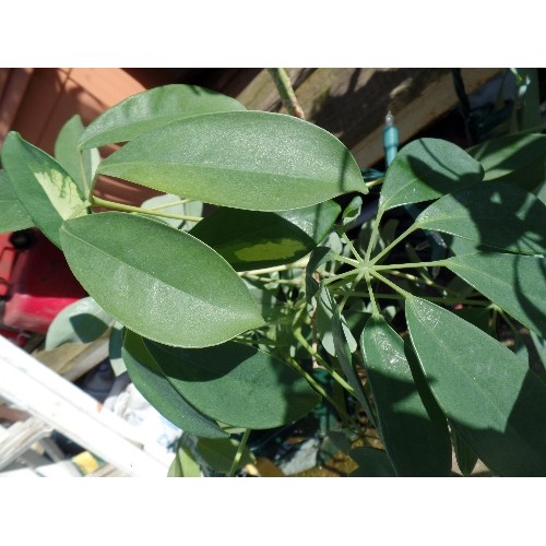 412 - LARGE UMBRELLA PLANT, AND BATTERY FAIRY LIGHTS,  WITH SUPPORT CANE, IN CERAMIC POT.