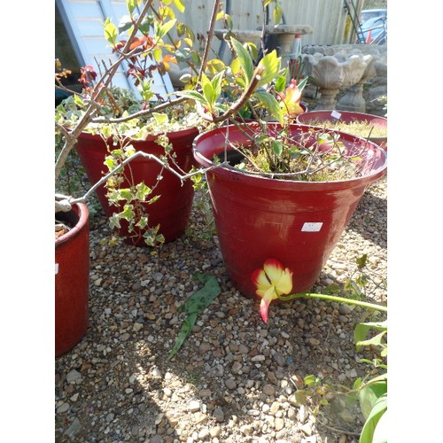 454 - PAIR OF BURGUNDY PLASTIC PLANTERS, CONTAINING ROSE BUSHES/IVY/SOIL.