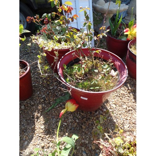 454 - PAIR OF BURGUNDY PLASTIC PLANTERS, CONTAINING ROSE BUSHES/IVY/SOIL.