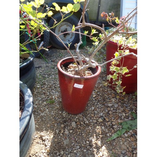 453 - SLIM DARK RED GLAZED GARDEN PLANTER. CONTAINS PLANT.