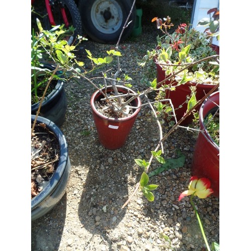 453 - SLIM DARK RED GLAZED GARDEN PLANTER. CONTAINS PLANT.