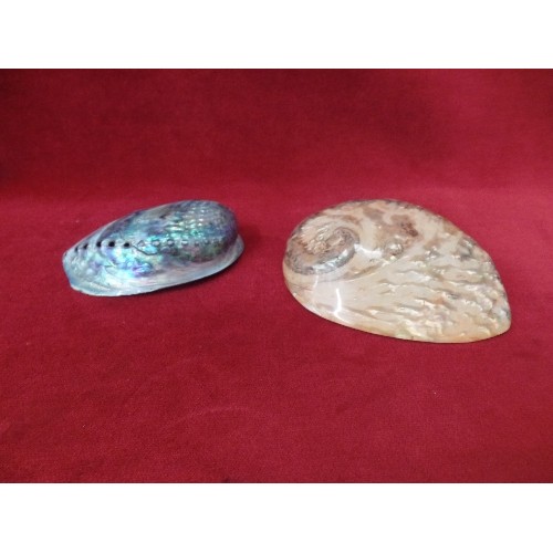 5 - A BEAUTIFUL NEW ZEALAND ABALONE SHELL AND A CORAL COLOURED SHELL