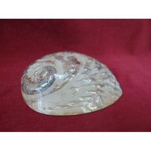 5 - A BEAUTIFUL NEW ZEALAND ABALONE SHELL AND A CORAL COLOURED SHELL