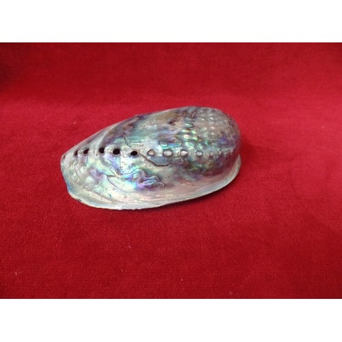 5 - A BEAUTIFUL NEW ZEALAND ABALONE SHELL AND A CORAL COLOURED SHELL