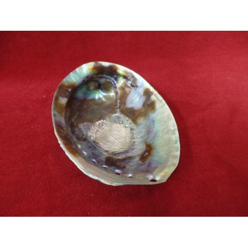 5 - A BEAUTIFUL NEW ZEALAND ABALONE SHELL AND A CORAL COLOURED SHELL