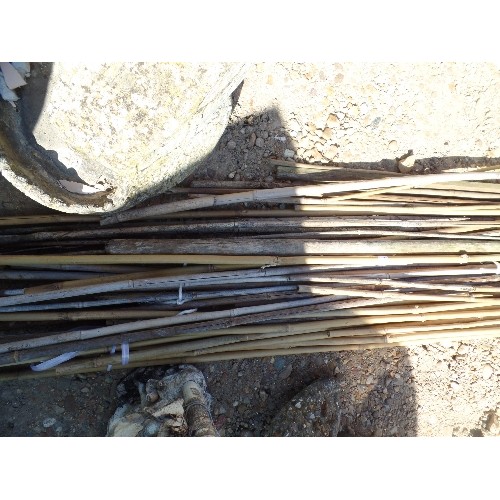 504 - QUANTITY OF BAMBOO GARDEN CANES.