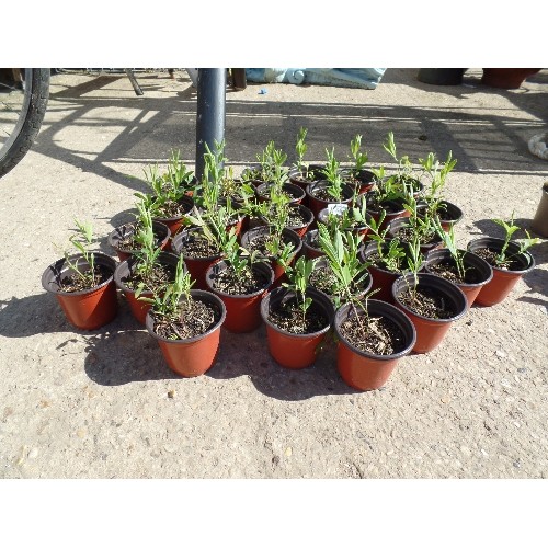 528 - SWEET PEA PLANTS. APPROX X 30 POTS.