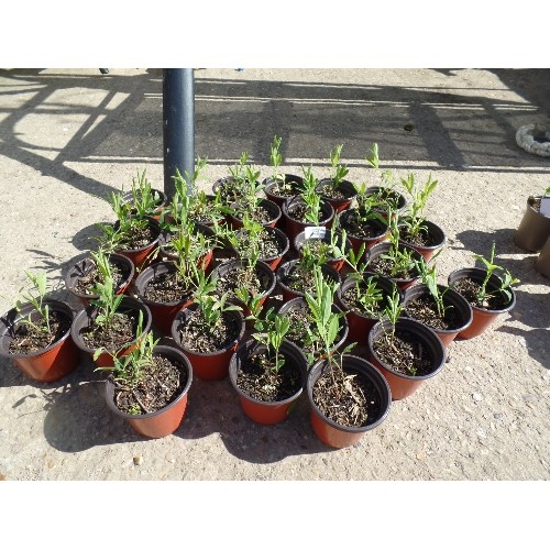 528 - SWEET PEA PLANTS. APPROX X 30 POTS.