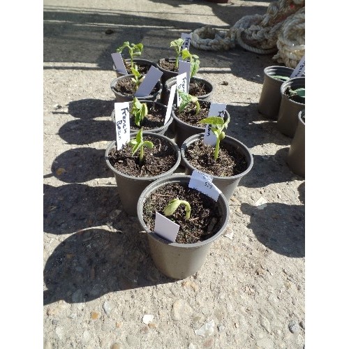 529 - FRENCH BEAN PLANTS X 9 POTS.