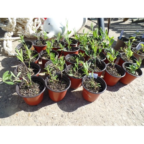 531 - SWEET PEA PLANTS. APPROX 25 X POTS.