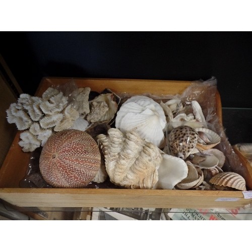 185 - SEASHELL AND CORAL COLLECTION.