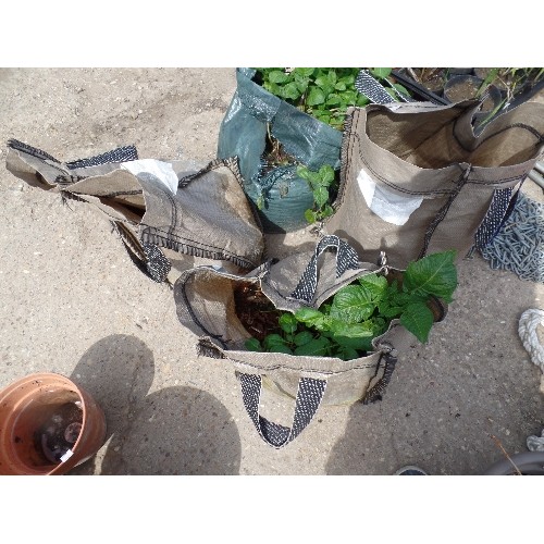 533 - 4 GROW BAGS WITH SOIL AND PLANTS POSSIBLY POTATOES