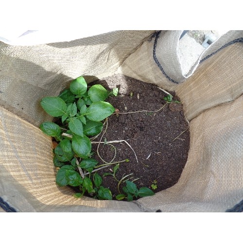 533 - 4 GROW BAGS WITH SOIL AND PLANTS POSSIBLY POTATOES