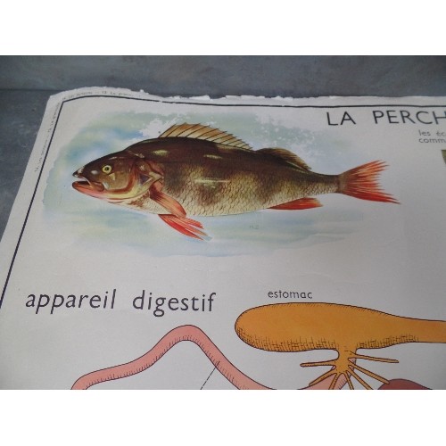 206 - VINTAGE FRENCH SCHOOL DOUBLE SIDED POSTER - LA GRENOUILLE (FROG) AND LA PERCHE (PERCH)