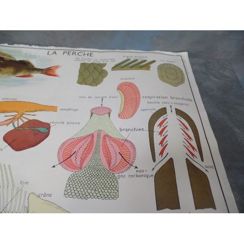 206 - VINTAGE FRENCH SCHOOL DOUBLE SIDED POSTER - LA GRENOUILLE (FROG) AND LA PERCHE (PERCH)