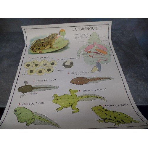 206 - VINTAGE FRENCH SCHOOL DOUBLE SIDED POSTER - LA GRENOUILLE (FROG) AND LA PERCHE (PERCH)