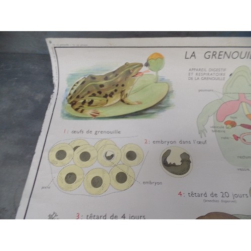 206 - VINTAGE FRENCH SCHOOL DOUBLE SIDED POSTER - LA GRENOUILLE (FROG) AND LA PERCHE (PERCH)