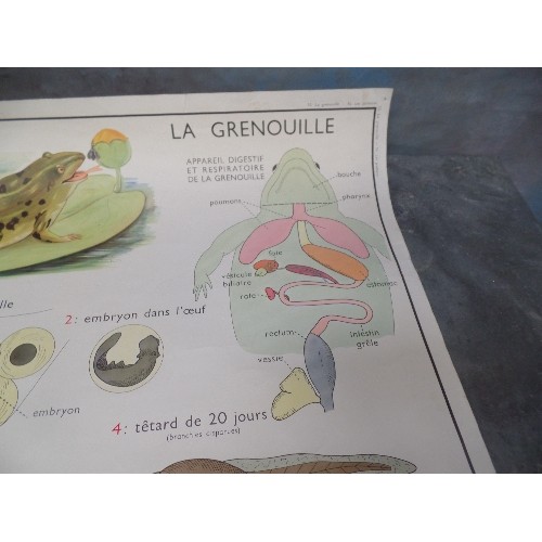 206 - VINTAGE FRENCH SCHOOL DOUBLE SIDED POSTER - LA GRENOUILLE (FROG) AND LA PERCHE (PERCH)