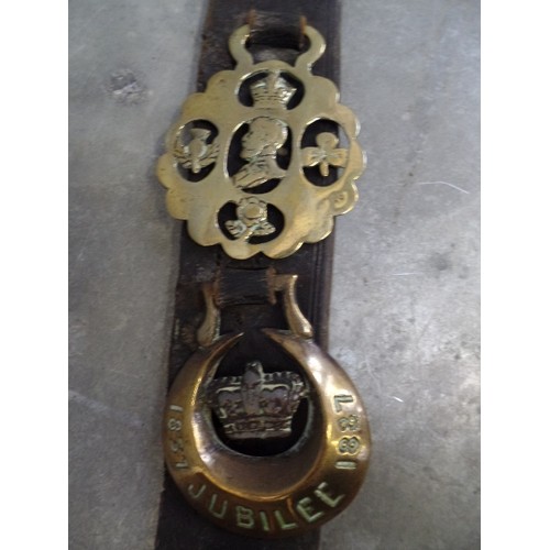 341 - 6 VERY GOOD ROYALTY HORSE BRASSES ON A LEATHER STRAP. INCLUDES A RARE QUEEN VICTORIA CAST BUST, A GO... 