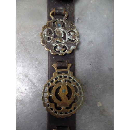 341 - 6 VERY GOOD ROYALTY HORSE BRASSES ON A LEATHER STRAP. INCLUDES A RARE QUEEN VICTORIA CAST BUST, A GO... 