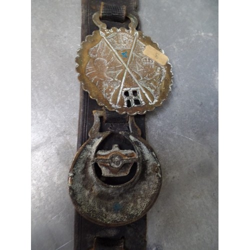 341 - 6 VERY GOOD ROYALTY HORSE BRASSES ON A LEATHER STRAP. INCLUDES A RARE QUEEN VICTORIA CAST BUST, A GO... 