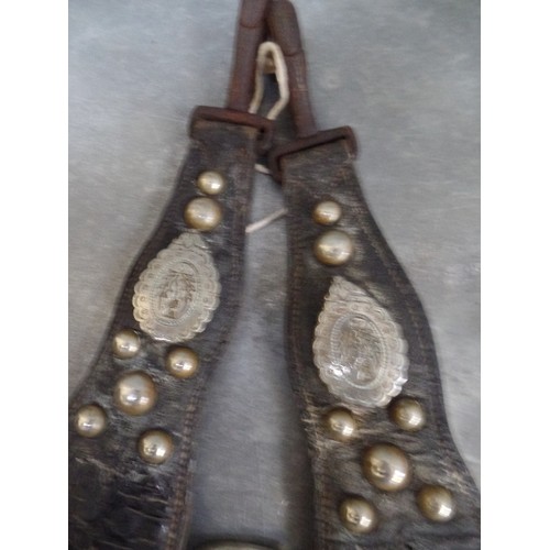 342 - A RARE SCOTTISH SET OF SILVER PLATED BRASS STUDS ON LEATHER MARTINGALES. THREE STUDS WITH THISTLE DE... 