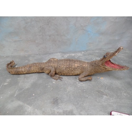 52 - EARLY 20TH CENTURY TAXIDERMY CROCODILE - 70CM LONG - GLASS EYES