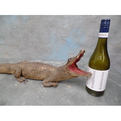 52 - EARLY 20TH CENTURY TAXIDERMY CROCODILE - 70CM LONG - GLASS EYES