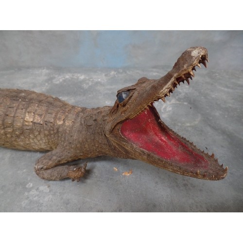 52 - EARLY 20TH CENTURY TAXIDERMY CROCODILE - 70CM LONG - GLASS EYES