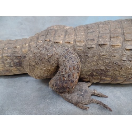 52 - EARLY 20TH CENTURY TAXIDERMY CROCODILE - 70CM LONG - GLASS EYES