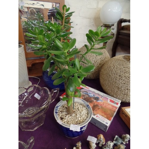 175 - HEALTHY LOOKING MONEY PLANT, IN ATTRACTIVE BLUE/WHITE ORIENTAL PLANTER.