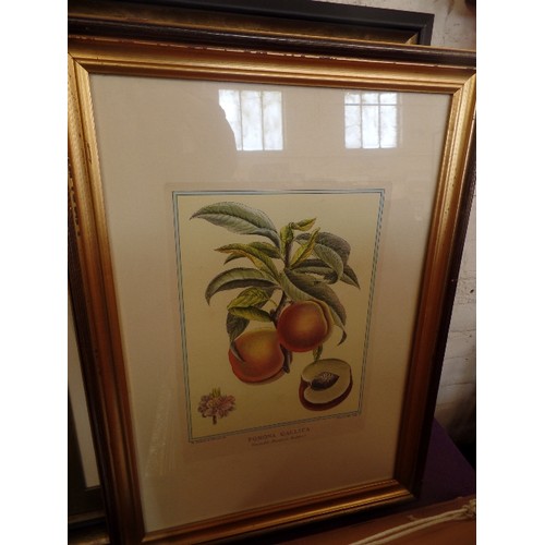 177 - 5 INTERESTING PRINTS & A TAPESTRY, IN ATTRACTIVE GILT FRAMES. VARIOUS SUBJECTS-FRUIT, FLOWERS, VICTO... 