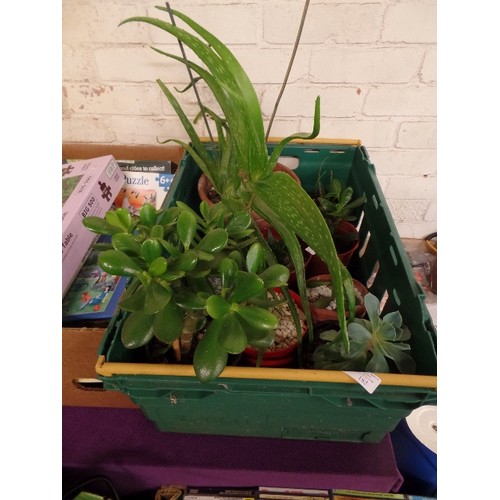 182 - COLLECTION OF HEALTHY LOOKING PLANTS, SUCCULANTS. INC A LARGE CHINESE ALOE IN TERRACOTTA POT, A MONE... 