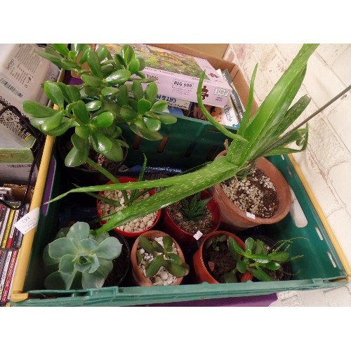 182 - COLLECTION OF HEALTHY LOOKING PLANTS, SUCCULANTS. INC A LARGE CHINESE ALOE IN TERRACOTTA POT, A MONE... 