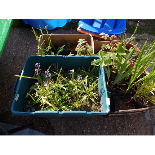 648A - 2 BOXES OF MIXED PLANTS AND A BOX OF BLUEBELLS