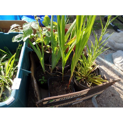 648A - 2 BOXES OF MIXED PLANTS AND A BOX OF BLUEBELLS