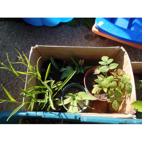 648A - 2 BOXES OF MIXED PLANTS AND A BOX OF BLUEBELLS