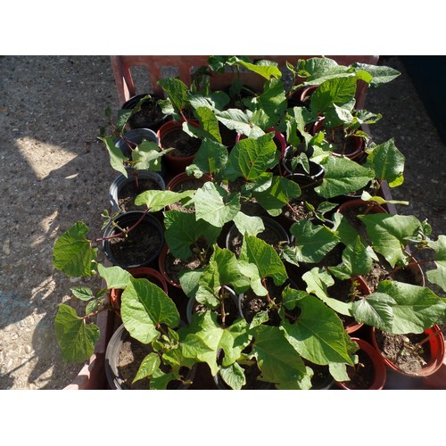 648B - 30 RUNNER BEAN PLANTS