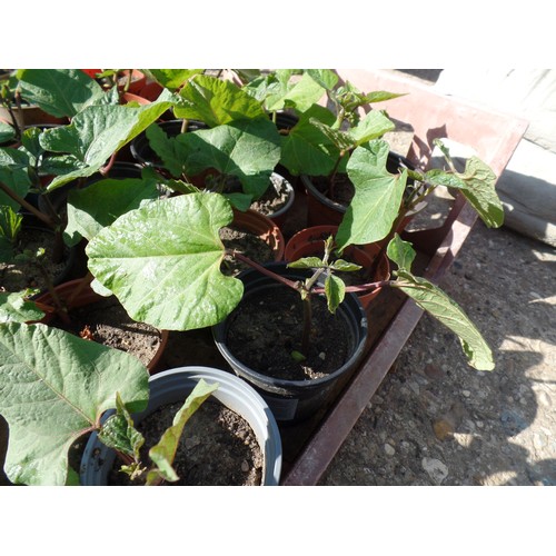 648B - 30 RUNNER BEAN PLANTS