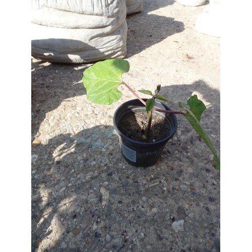 648B - 30 RUNNER BEAN PLANTS