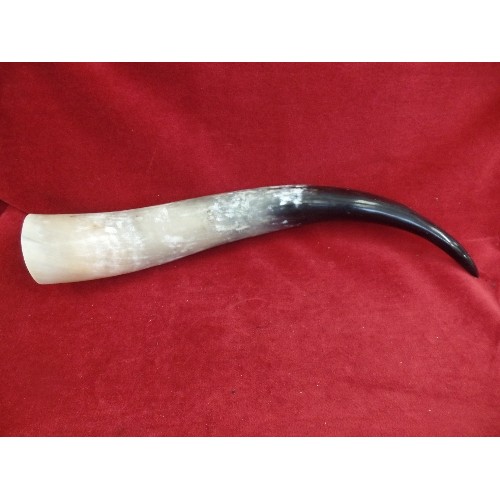 261 - LARGE ANIMAL HORN.