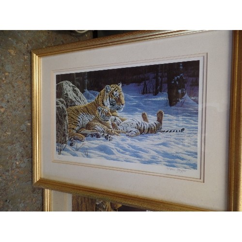 362 - 3 X SIGNED LIMITED EDITION ART-PRINTS OF BIG CATS, BY STEPHEN GAYFORD. GILT FRAMED/GLAZED. & ANOTHER... 