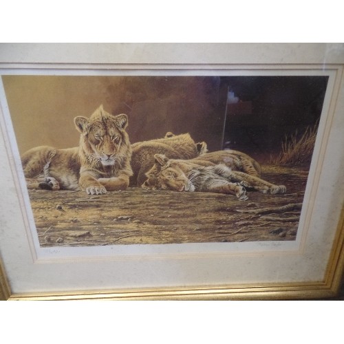 362 - 3 X SIGNED LIMITED EDITION ART-PRINTS OF BIG CATS, BY STEPHEN GAYFORD. GILT FRAMED/GLAZED. & ANOTHER... 