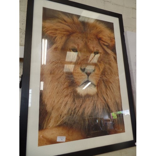 70 - BEAUTIFUL IMAGE OF A LION. LARGE FRAMED/GLAZED PRINT SIGNED 'JOHN HYLAND 12'