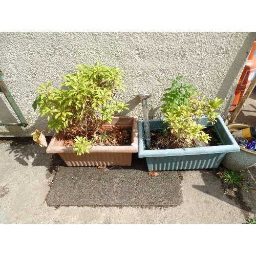 579 - 2 PLASTIC PLANT POTS WITH PLANTS