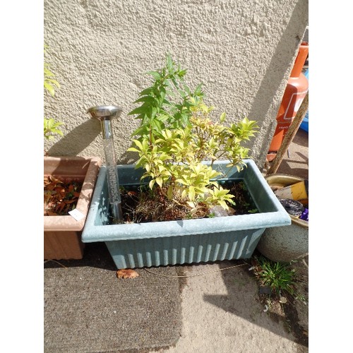 579 - 2 PLASTIC PLANT POTS WITH PLANTS